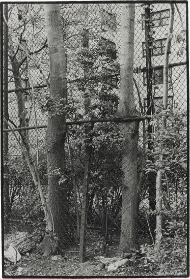 Two Trees-1998 Two Trees-1998