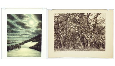 Sea Cypress; Winter Hill- Sea Cypress; Winter Hill-