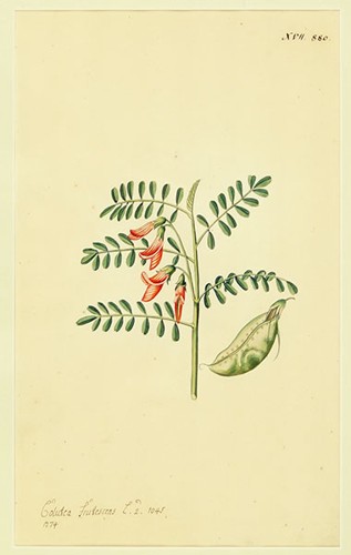 Artist Unknown - Calutea Frutescens-1771 Artist Unknown - Calutea Frutescens-1771