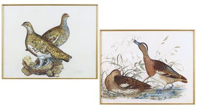 Two Hand-Colored Etchings: 'Gargany Teal' and 'Ptarmigan'- Two Hand-Colored Etchings: 'Gargany Teal' and 'Ptarmigan'-