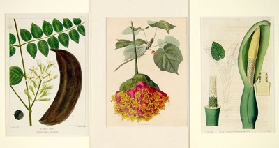A Collection of 19th Century Botanical Prints- A Collection of 19th Century Botanical Prints-