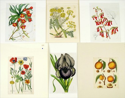 A Collection of 18th and 19th Century Botanical Prints- A Collection of 18th and 19th Century Botanical Prints-
