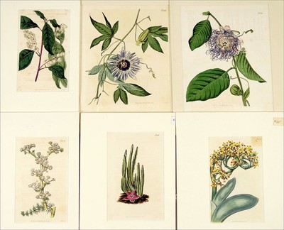 A Collection of Botanical Prints- A Collection of Botanical Prints-