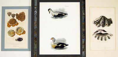 A Collection of 19th Century Bird and Shell Prints- A Collection of 19th Century Bird and Shell Prints-