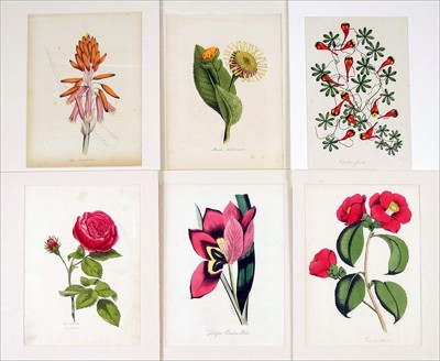 A Collection of 19th Century Floral Botanical Prints- A Collection of 19th Century Floral Botanical Prints-