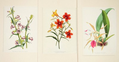 A Collection of 19th Century Botanical Prints- A Collection of 19th Century Botanical Prints-