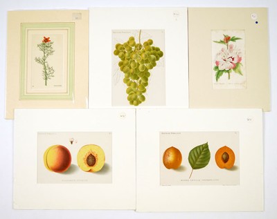 A Collection of 19th Century Botanical Prints and Watercolors- A Collection of 19th Century Botanical Prints and Watercolors-