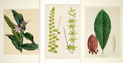 A Collection of Botanical Prints- A Collection of Botanical Prints-