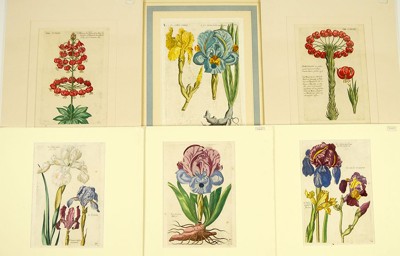A Collection of Early German Botanical Prints- A Collection of Early German Botanical Prints-