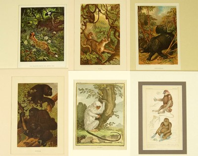 A Collection of 18th and 19th Century Prints of Mammals- A Collection of 18th and 19th Century Prints of Mammals-