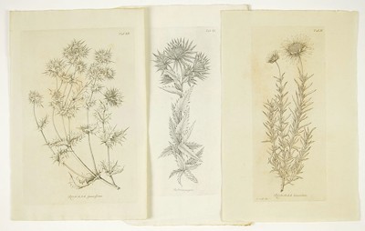 A Collection of Botanical Prints- A Collection of Botanical Prints-