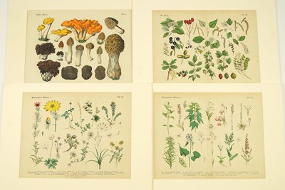 A Collection of 19th Century German Botanicals- A Collection of 19th Century German Botanicals-