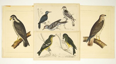 A Collection of Bird Prints- A Collection of Bird Prints-