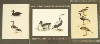 A Collection of 18th and 19th Century Bird Prints- A Collection of 18th and 19th Century Bird Prints-