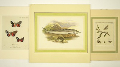 A Collection of Animal Prints- A Collection of Animal Prints-
