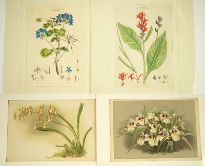 Two Botanical Prints-1774 Two Botanical Prints-1774