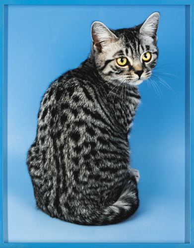 Egyptian Mau-2010 Egyptian Mau-2010