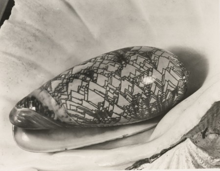 Shell In Shell-1930 Shell In Shell-1930