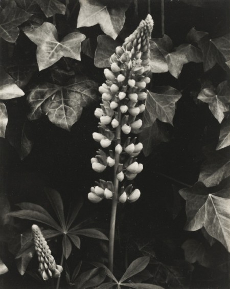 Lupin, The Garden, Orgeval-1959 Lupin, The Garden, Orgeval-1959