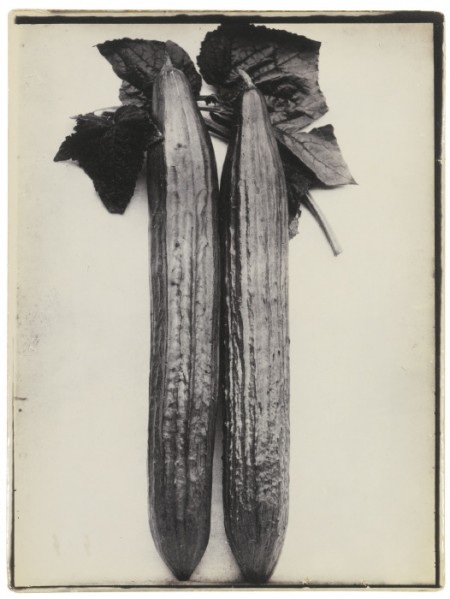 Cucumber Telegraph-1900 Cucumber Telegraph-1900