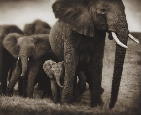 Elephant Mother And Two Babies, Serengeti-2002 Elephant Mother And Two Babies, Serengeti-2002