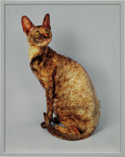 Cornish Rex-2007 Cornish Rex-2007