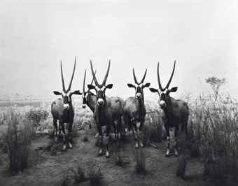 Gemsbok-1980 Gemsbok-1980