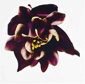 Columbine/Aquilegia vulgaris: William Guiness, New York-2006 Columbine/Aquilegia vulgaris: William Guiness, New York-2006