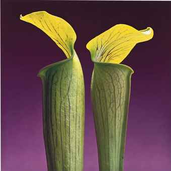 Double Jack-in-the-Pulpit-1988 Double Jack-in-the-Pulpit-1988