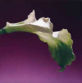 Calla Lily-1988 Calla Lily-1988
