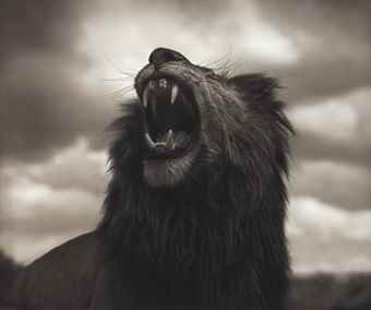 Lion Roar, Maasai Mara-2012 Lion Roar, Maasai Mara-2012