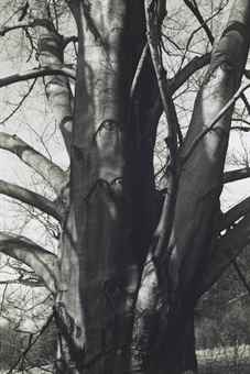 Copper Beech-1952 Copper Beech-1952