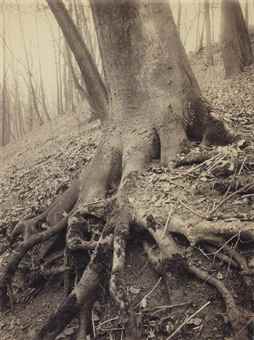 Tree Roots, St. Cloud-1906 Tree Roots, St. Cloud-1906