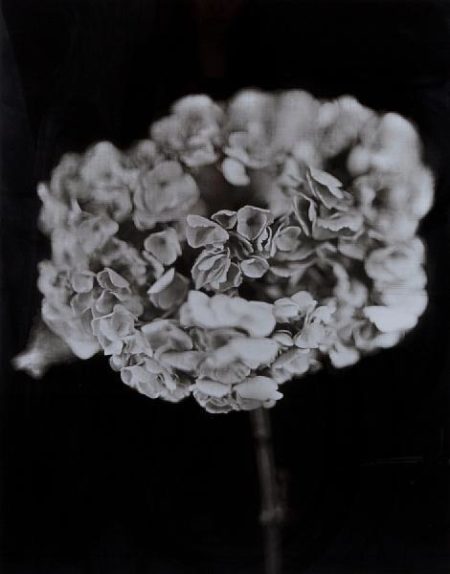 Hydrangea-2007 Hydrangea-2007