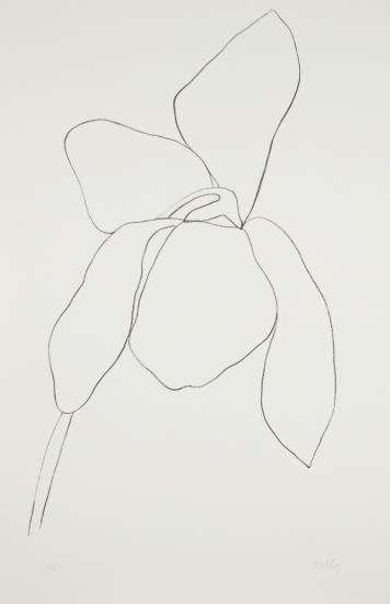 Cyclamen Ii, From Suite Of Plant Lithographs-1965 Cyclamen Ii, From Suite Of Plant Lithographs-1965