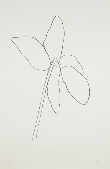 Cyclamen Iv, From Suite Of Plant Lithographs-1965 Cyclamen Iv, From Suite Of Plant Lithographs-1965