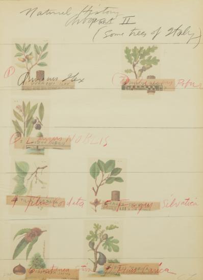 Title Print, From Natural History Part Ii Some Trees Of Italy-1976 Title Print, From Natural History Part Ii Some Trees Of Italy-1976