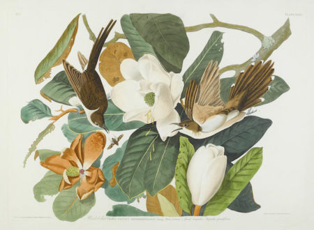 After John James Audubon - Black-billed Cuckoo (Pl. XXXII)-1828 After John James Audubon - Black-billed Cuckoo (Pl. XXXII)-1828