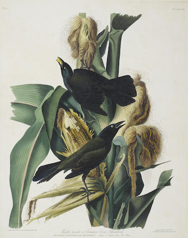 After John James Audubon - Purple Grackle or Common Crow Blackbird (Pl. VII)-1829 After John James Audubon - Purple Grackle or Common Crow Blackbird (Pl. VII)-1829