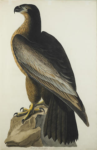 After John James Audubon - Bird of Washington (Pl. XI)-1830 After John James Audubon - Bird of Washington (Pl. XI)-1830