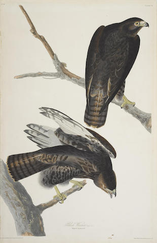 After John James Audubon - Black Warrior (Pl. 86)-1830 After John James Audubon - Black Warrior (Pl. 86)-1830
