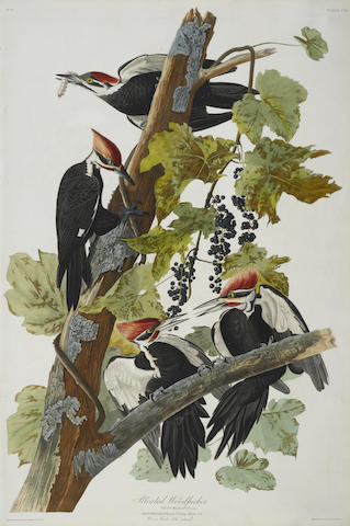After John James Audubon - Pileated Woodpecker (Pl. CXI)-1831 After John James Audubon - Pileated Woodpecker (Pl. CXI)-1831