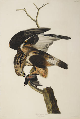 After John James Audubon - Rough-legged Falcon (Pl. CXLVI)-1833 After John James Audubon - Rough-legged Falcon (Pl. CXLVI)-1833