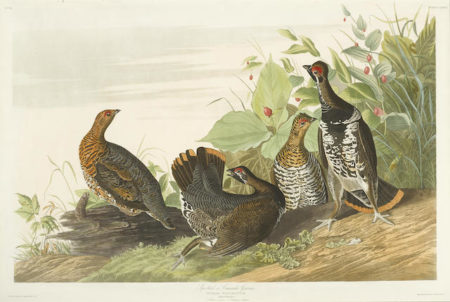 After John James Audubon - Spotted or Canada Grouse (Pl. CLXXVI)-1833 After John James Audubon - Spotted or Canada Grouse (Pl. CLXXVI)-1833