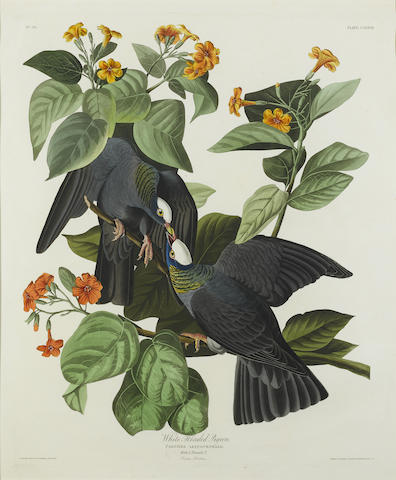 After John James Audubon - White-headed Pigeon (Pl. CLXXVII)-1833 After John James Audubon - White-headed Pigeon (Pl. CLXXVII)-1833