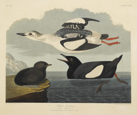 After John James Audubon - Black Guillemot (Pl. CCXIX)-1834 After John James Audubon - Black Guillemot (Pl. CCXIX)-1834