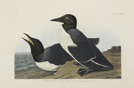 After John James Audubon - Foolish Guillemot (Pl. CCXVIII); Slender-billed Guillemot (Pl. CCCCXXX)-1838 After John James Audubon - Foolish Guillemot (Pl. CCXVIII); Slender-billed Guillemot (Pl. CCCCXXX)-1838