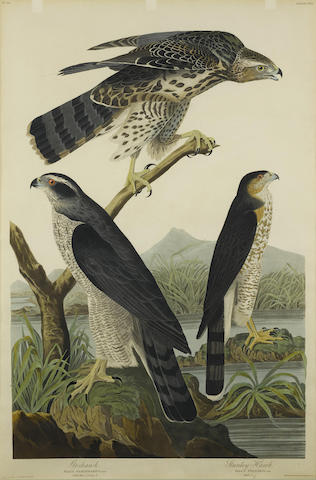 After John James Audubon - Goshawk. Stanley Hawk (Pl. CXLI)-1836 After John James Audubon - Goshawk. Stanley Hawk (Pl. CXLI)-1836