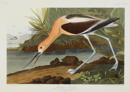 After John James Audubon - American Avocet (Pl. CCCXVIII)-1836 After John James Audubon - American Avocet (Pl. CCCXVIII)-1836