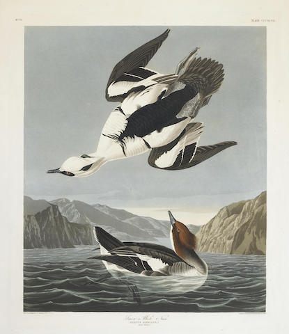 After John James Audubon - Smew or White Nun (Pl. CCCXLVII)-1836 After John James Audubon - Smew or White Nun (Pl. CCCXLVII)-1836